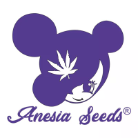 Anesia Seeds