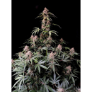 Fast Buds Amnesia Zkittlez Auto Fem. 3St.