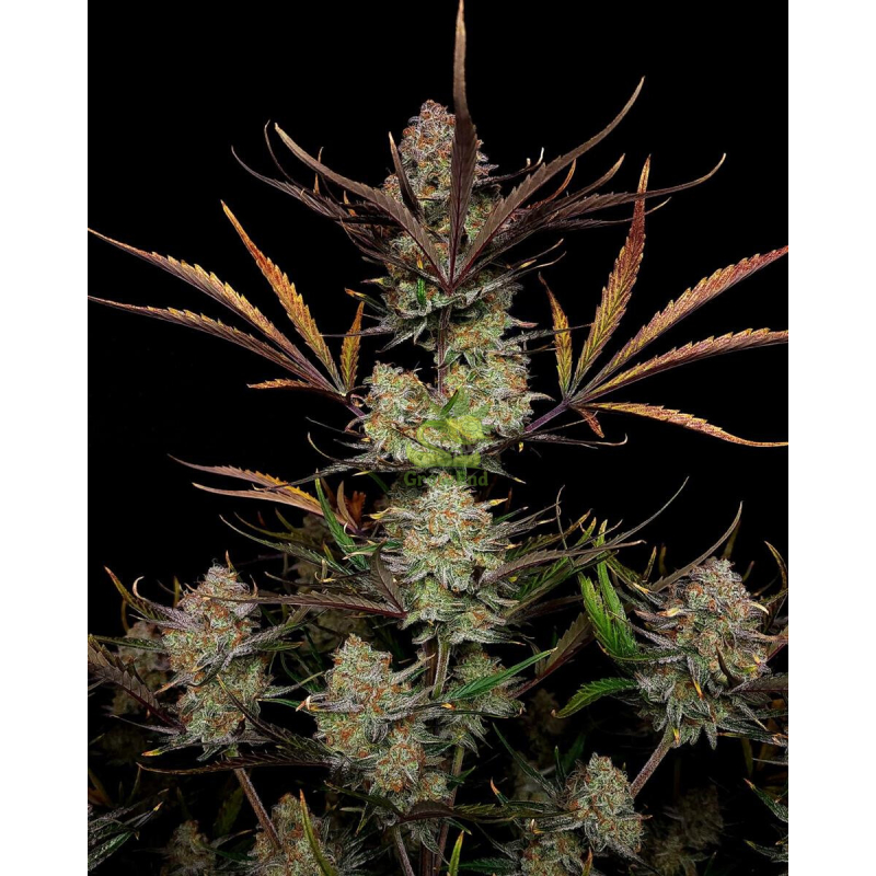 Fast Buds Apple Strudel Auto Fem 3St.