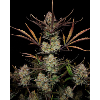 Fast Buds Apple Strudel Auto Fem 3St.