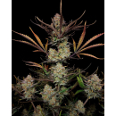 Fast Buds Apple Strudel Auto Fem 3St.