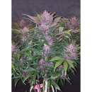 Fast Buds Blackberry Auto Fem 3St.