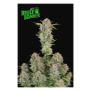 Fast Buds Bruce Banner Auto Fem. 3St.