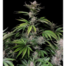 Fast Buds Cherry Cola Auto Fem 3St.