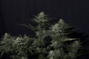 Fast Buds GG4 Sherbet FF Fem 3St.