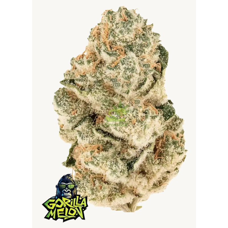 Fast Buds Gorilla Melon Fem 3St.