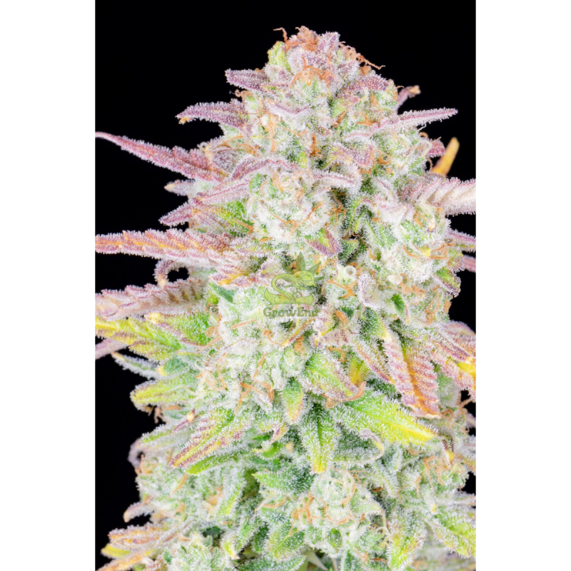 Fast Buds Original Trainwreck Auto Fem. 3St.