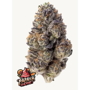 Fast Buds Papaya Sherbet Fem 3St.
