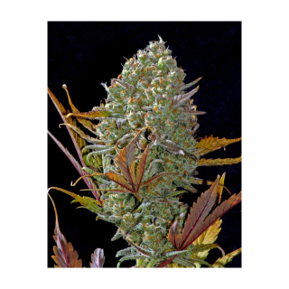 Fast Buds Pineapple Express Auto Fem. 3St.