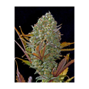 Fast Buds Pineapple Express Auto Fem. 3St.