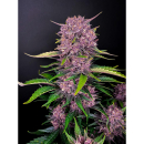 Fast Buds Purple Lemonade Auto Fem 3St.