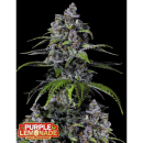 Fast Buds Purple Lemonade FF Fem 3St.