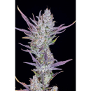 Fast Buds Wedding Glue Auto Fem 3St.