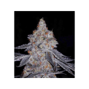 Ethos Banana Daddy R1 Fem 5St.