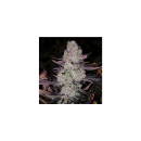 Ethos Grape Diamonds R2 Fem 5St.