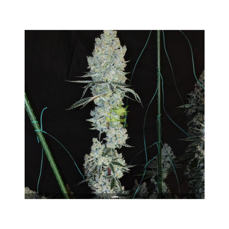 Ethos Lemon Cherry Pie R1 Fem 5St.