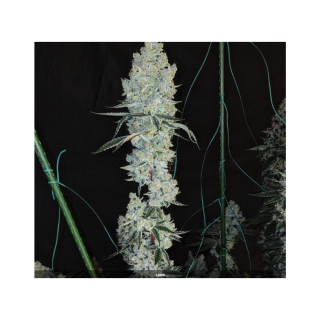 Ethos Lemon Cherry Pie R1 Fem 5St.