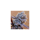 Ethos Lilac Diesel RBX2 Fem 5St.