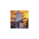 Ethos Orange Velvet Underground RBX Fem 5St.