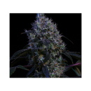 Ethos Super Lemon Haze RBX3 Fem 5St.