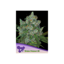 .Anesia Bruce Banner #3 Fem. 3St