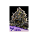 Anesia Purple Lobster Fem 3St
