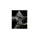Barneys Farm Apple Fritter Fem 3St.