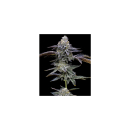 Barneys Farm Blue Dream Fem 3St