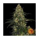 Barneys Farm Blue Gelato 41 Fem. 3St.