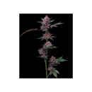 Barneys Farm Cherry Poppers Fem 3St.