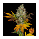 Barneys Farm Cookies Kush Auto Fem 3St.