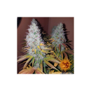 Barneys Farm Cookies Kush Fem 3St.