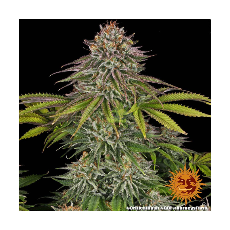 Barneys Farm Critical Kush Fem 3St.