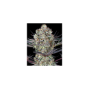 Barneys Farm DOS SI DOS 33 Fem 3St.