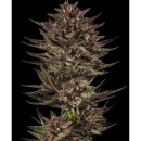 Barneys Farm Frosted Zinn x Cookie Dog Auto Fem 3 St.