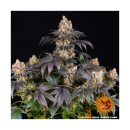 Barneys Farm Gelato Fem. 3St.