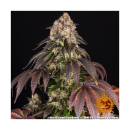 Barneys Farm Girl Scout Cookies Fem. 3St.