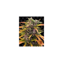 Barneys Farm Gorilla Glue Auto Fem. 3St.