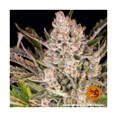 Barneys Farm Gorilla Zkittlez Auto Fem. 3St.