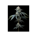 Barneys Farm Jealousy Fem 3St.