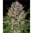 Barneys Farm Lemon Haze Auto Fem 3St.
