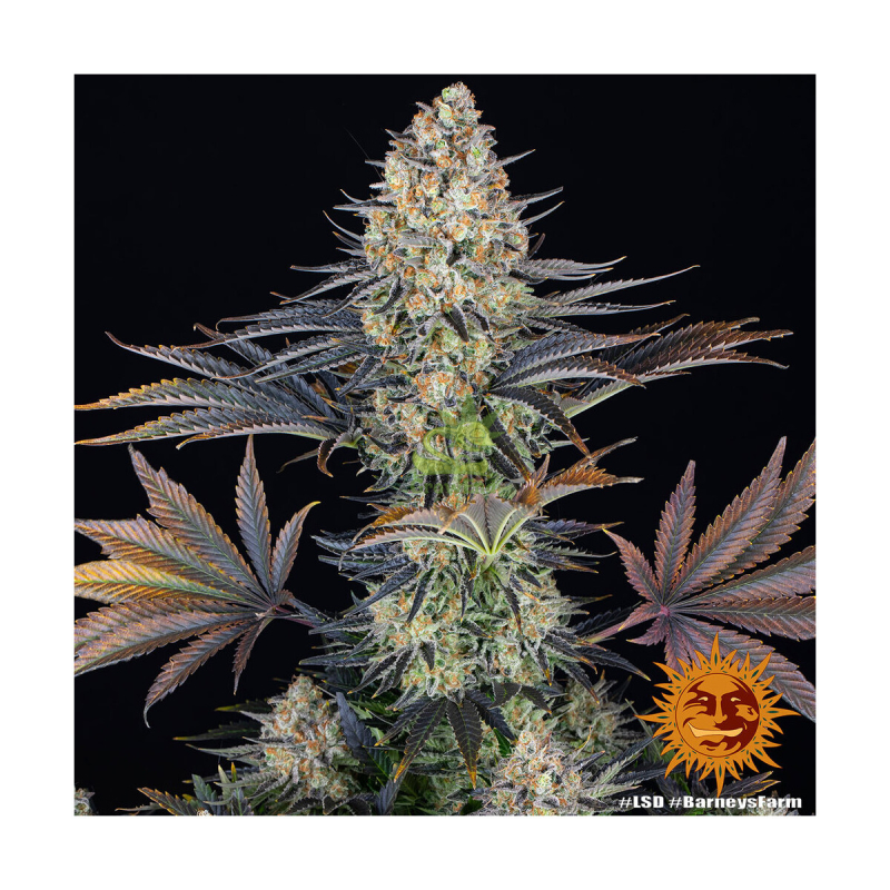 Barneys Farm LSD Fem 3St.