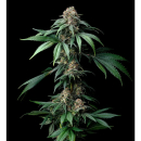 Barneys Farm Mendo Breath Fem 3St.