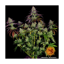 Barneys Farm Mimosa Evo Fem 3St.