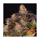 Barneys Farm Mimosa Orange Punch Fem 3St.