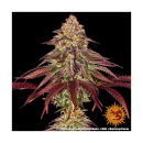 Barneys Farm Mimosa x Orange Punch Auto Fem. 3St.