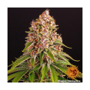 Barneys Farm Pink Kush Fem 3St.