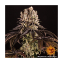 Barneys Farm Purple Punch Fem 3St.