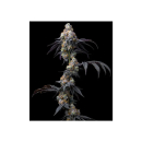 Barneys Farm Rainbow Sherbet Fem 3St.