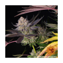 Barneys Farm Runtz Fem 3St.